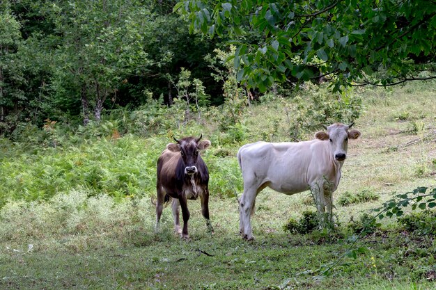 Deux vaches paissent librement dans une zone forestière libre