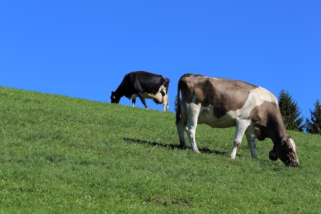 Deux vaches qui paissent dans un champ.