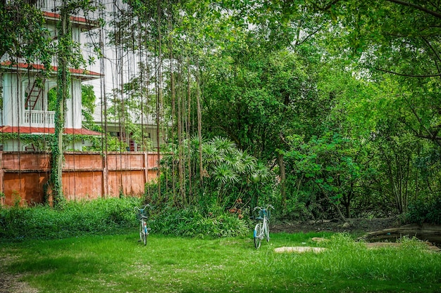 Deux vélos dans le jardin sous l'arbre.