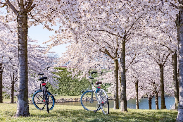 Deux vélos sous sakura rose, cerisiers en fleurs dans le parc.
