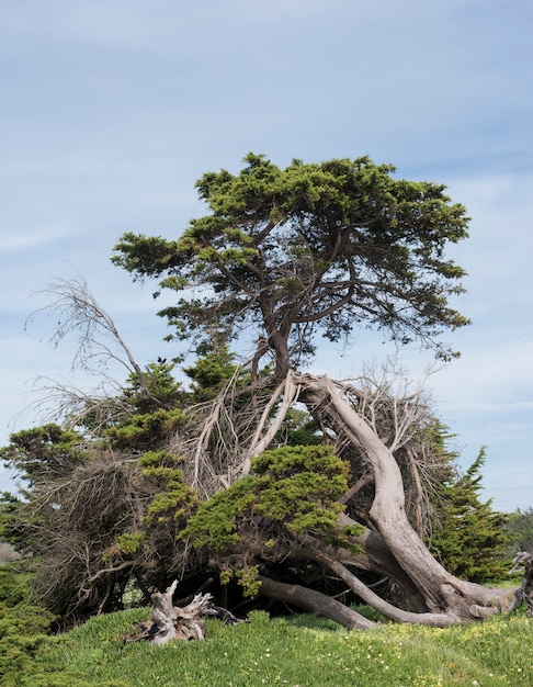 Deux vieux arbres tordus entre eux