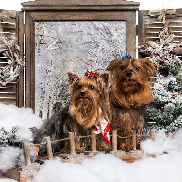 Deux Yorkshire sur un pont dans un paysage d'hiver