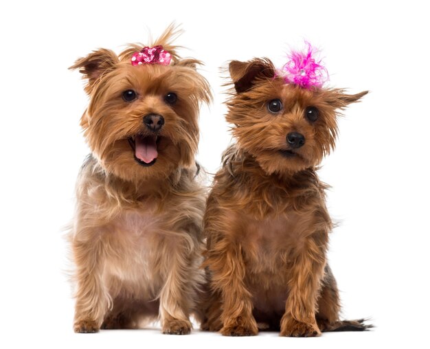 Deux Yorkshire Terrier portant des arcs