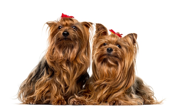 Deux Yorkshire Terriers devant un mur blanc