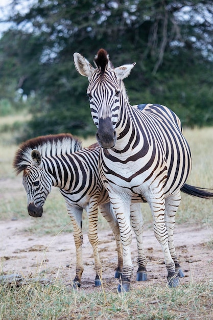 Deux zèbres dans le parc Kruger en Afrique du Sud