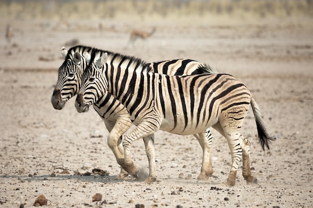 Deux zèbres dans le parc national d'Etosha en Namibie