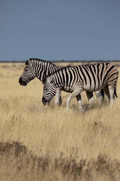 Deux zèbres dans la savane à l'état sauvage