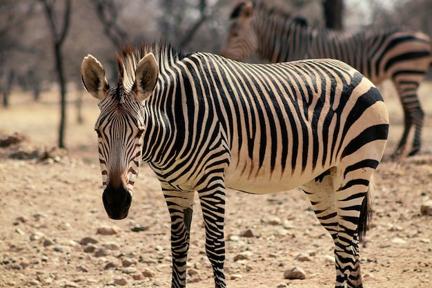 Deux zèbres namibiens se tiennent au milieu de la savane.