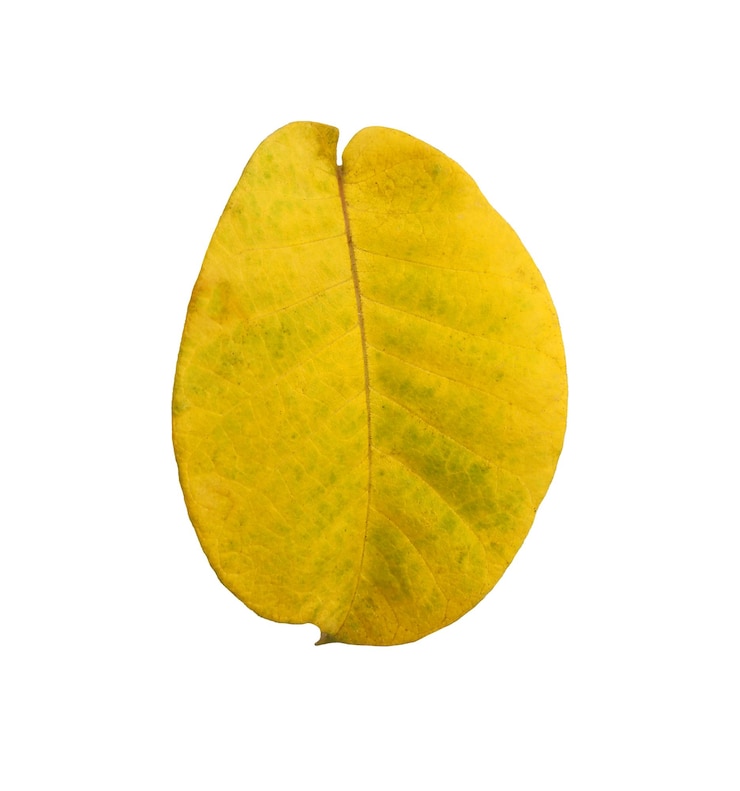 Photo le devant de la feuille jaune