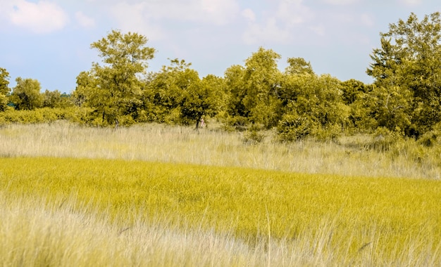 Photo devant la forêt l'herbe jaune