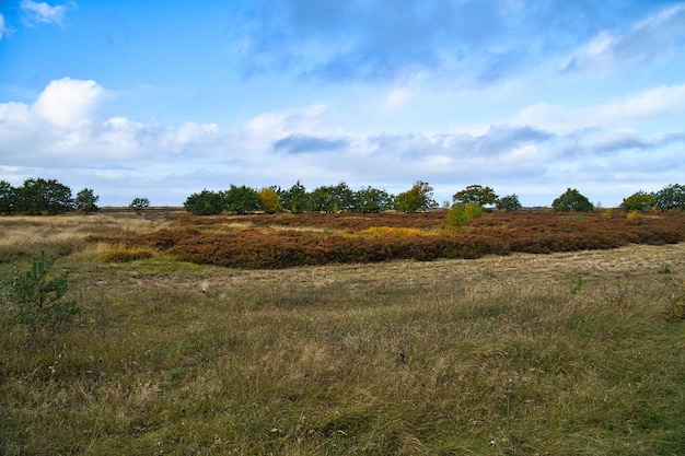 Devant paysage avec herbe et bruyère au Danemark devant les dunes