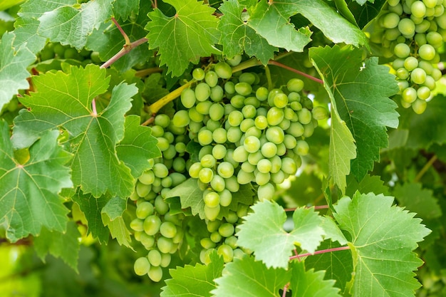 Développer des raisins verts non mûrs suspendus à une vigne