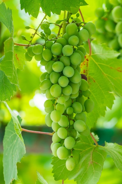 Développer des raisins verts non mûrs suspendus à une vigne