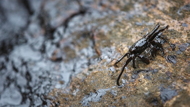 Déversement de crabe et de pétrole brut sur la pierre à la plage