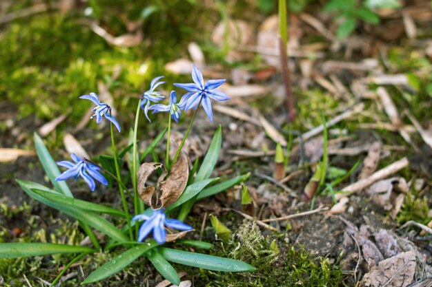 Déversoir de fleurs bleues dans un parterre de fleurs avec des feuilles vertes