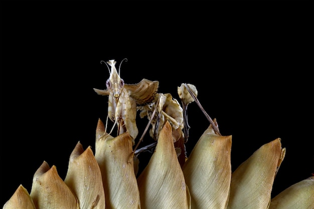 Devils Flower Mantis gros plan sur bourgeon sec avec fond noir Idolomantis diabolica gros plan