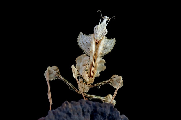 Devils Flower Mantis Gros Plan Sur Bourgeon Sec Avec Fond Noir