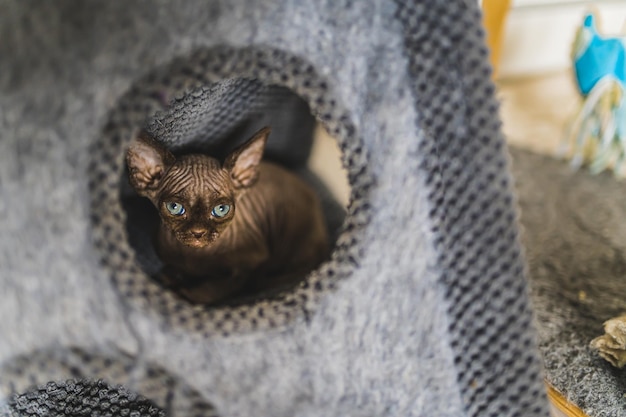 Devon Rex pedigree chat chaton dans sa maison