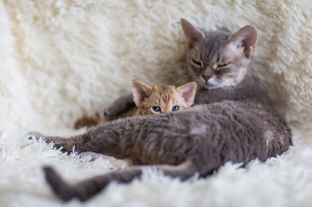 Devonreks chaton lorgnant derrière sa mère