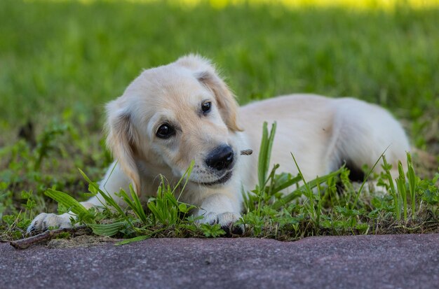 Photo dexter, le nouveau membre de la famille, un chiot de golden retriever.