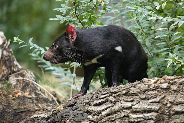 Diable de Tasmanie. Sarcophilus harrisii