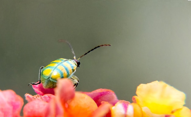 A Diabrotica balteata est un coléoptère vert métallique protecteur des plantes