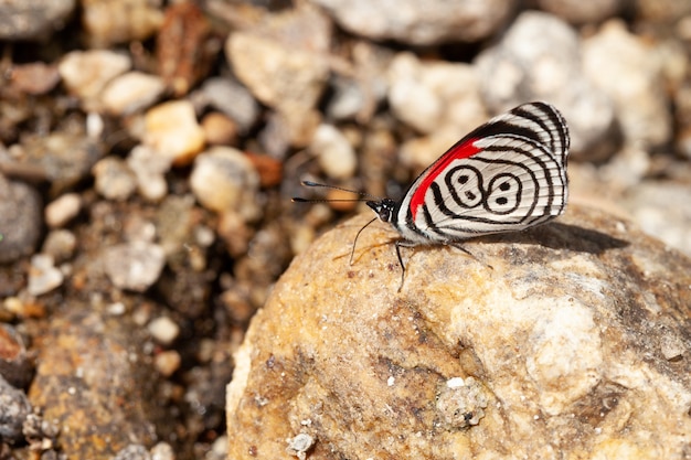 Diaethria papillon a également appelé 88