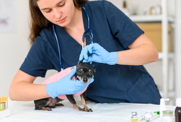 Diagnostic et traitement des animaux de compagnie vétérinaire cheking les oreilles des chiens