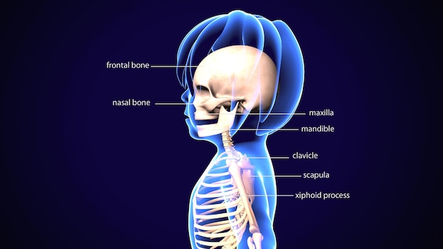 un diagramme d'un corps humain avec le mot os humains