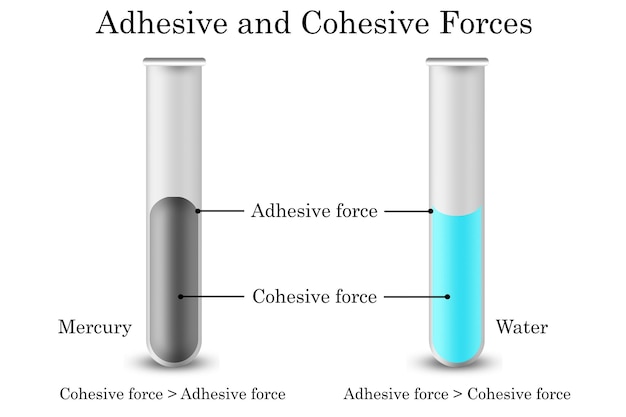 Diagramme des forces de cohésion et des forces d'adhérence