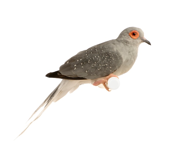 Diamond Dove - Geopelia cuneata en face sur un blanc isolé