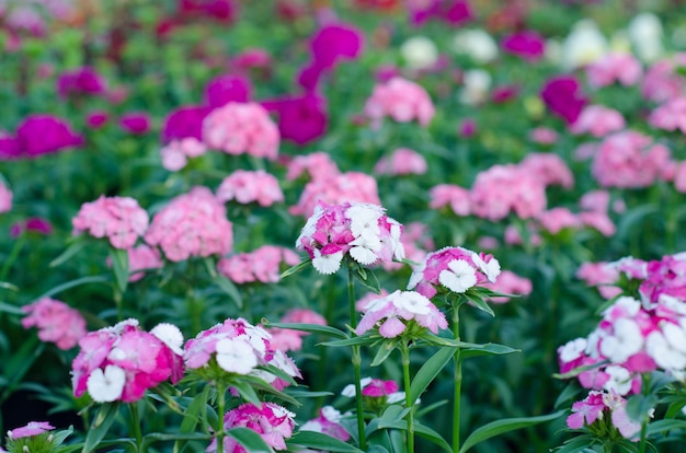 Dianthus chinensis (Chine rose, fleur douce de William)