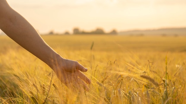 La diapositive de la main de la femme a jeté des épis de blé dans la lumière du coucher du soleil