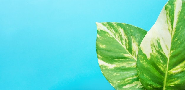 Dieffenbachia Dumb Cane Feuilles Vertes Sur Fond Bleu.