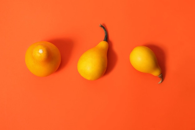 Différentes citrouilles sur le fond orange vif Conept de récolte d'automne