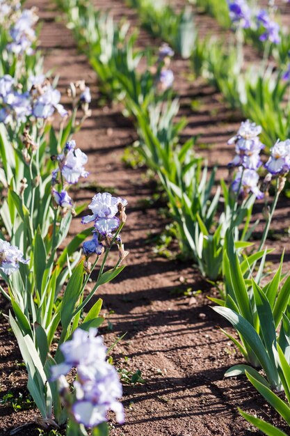 Différentes couleurs d'iris dans un jardin fleuri début juin.