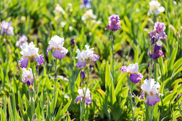 Différentes couleurs d'iris dans un jardin fleuri début juin.