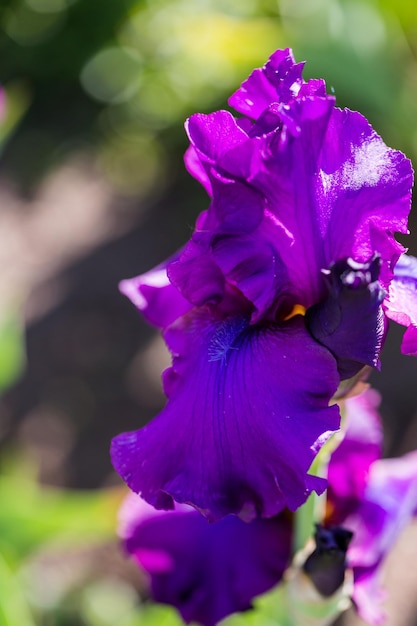 Différentes couleurs d'iris dans un jardin fleuri début juin.