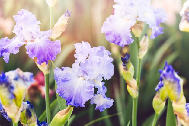 Différentes couleurs d'iris dans un jardin fleuri début juin.
