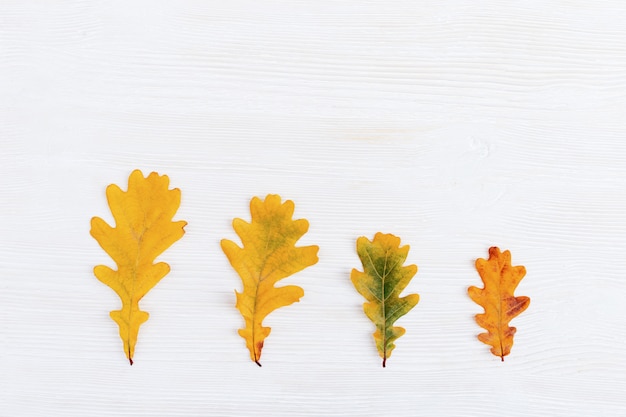 différentes feuilles d'automne de chêne