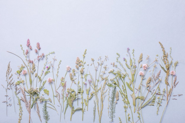 Différentes fleurs sauvages sur fond de papier