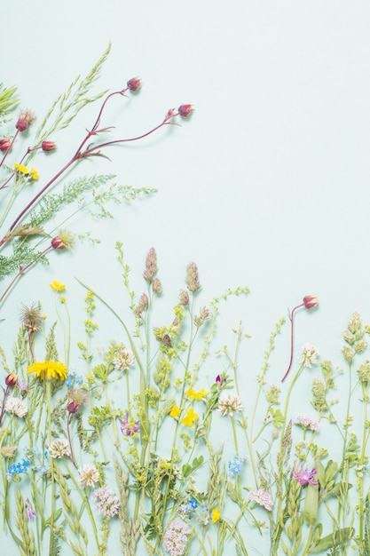 Différentes fleurs sauvages sur fond de papier