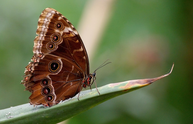 Différentes formes et couleurs de papillons à l'air libre - concept de photo d'animaux