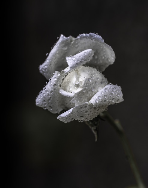 Différentes formes et textures après une journée pluvieuse dans ma petite nature