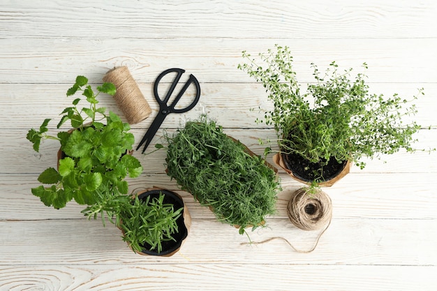 Différentes herbes sur fond en bois blanc, vue du dessus