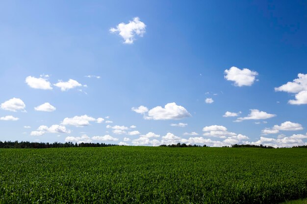 Différentes herbes vertes sur le terrain au printemps