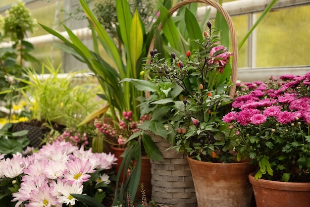 Différentes plantes en pot dans le jardin patio à la maison