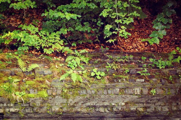 Différentes plantes poussent sur des rochers avec des feuilles tombées et de la mousse, filtre sombre