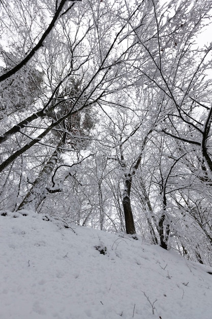 Différentes races d'arbres à feuilles caduques sans feuillage en hiver, arbres couverts de neige après les chutes de neige et blizzards en hiver