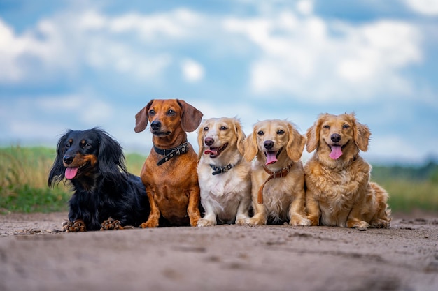 Différentes races de chiens. Vous cherchez simple. Fond d'herbe verte.